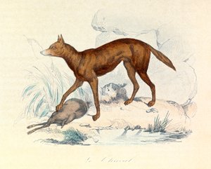 Illustration aus dem Buch "Gesammelte Werke von Buffon": Die Vierfüßler: Der Schakal