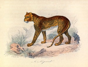Illustration aus dem Buch "Gesammelte Werke von Buffon": Die Vierfüßler: Der Leopard (Gravur)