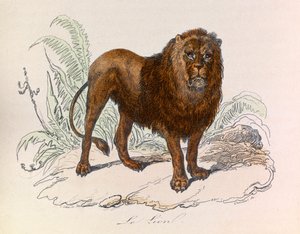 Illustration aus dem Buch "Gesammelte Werke von Buffon": Die Vierfüßler: Der Löwe (Gravur)