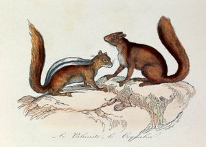 Illustration aus dem Buch "Gesammelte Werke von Buffon": Die Vierfüßler: Der Palmiste und der Coquallin von Unknown artist