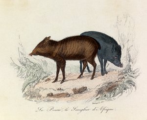 Illustration aus dem Buch "Gesammelte Werke von Buffon": Die Vierfüßler: Der Pekari und das Afrikanische Wildschwein von Unknown artist