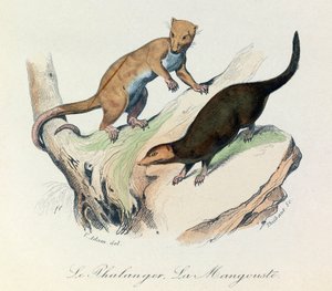 Illustration aus dem Buch "Gesammelte Werke von Buffon": Die Vierfüßler: Der Phalanger und der Mungo (Gravur)