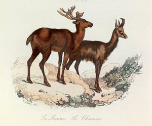 Illustration aus dem Buch "Gesammelte Werke von Buffon": Die Vierfüßler: Das Rentier und die Gämse (Gravur)