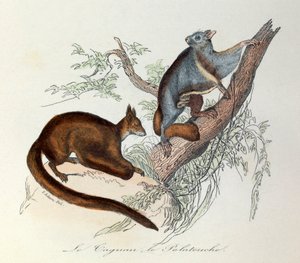 Illustration aus dem Buch "Gesammelte Werke von Buffon": Die Vierfüßler: Der Taguan und der Polatouche von Unknown artist