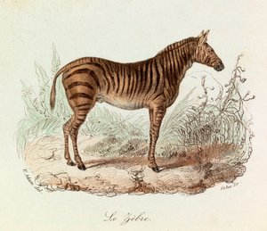 Illustration aus dem Buch "Gesammelte Werke von Buffon": Les Quadrupedes: Das Zebra (Gravur) von Unknown artist