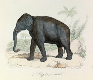 Illustration aus dem Buch "Gesammelte Werke von Buffon": Die Vierfüßler: Der männliche Elefant (Gravur) von Unknown artist