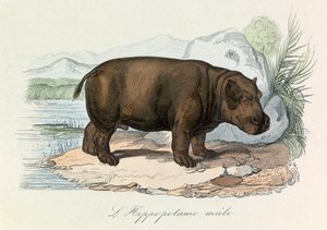 Illustration aus dem Buch "Gesammelte Werke von Buffon": Die Vierfüßler: Das Nilpferd (Gravur) von Unknown artist