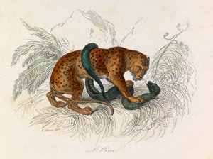 Illustration aus dem Buch "Gesammelte Werke von Buffon": Die Vierfüßler: Der Ozelot (Gravur)