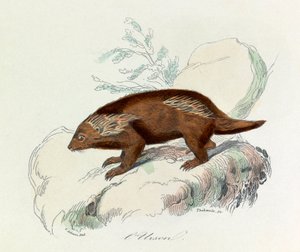 Illustration aus dem Buch "Gesammelte Werke von Buffon": Die Vierfüßler: Der Urson von Unknown artist