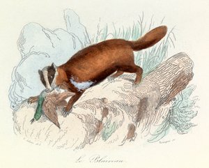 Illustration aus dem Buch "Gesammelte Werke von Buffon": Die Tiere: Der Dachs (Gravur) von Unknown artist
