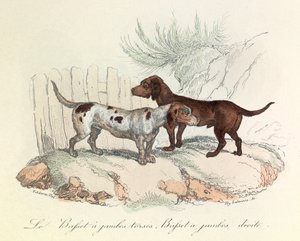 Illustration aus dem Buch "Gesammelte Werke von Buffon": Die Tiere: Der Basset mit krummen Beinen und der Basset mit geraden Beinen von Unknown artist