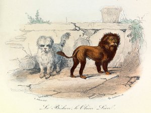 Illustration aus dem Buch "Gesammelte Werke von Buffon": Die Tiere: Der Bichon und der Löwenhund