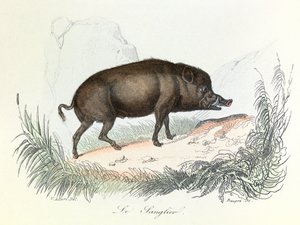 Illustration aus dem Buch "Gesammelte Werke von Buffon": Die Tiere: Der Eber (Gravur) von Unknown artist
