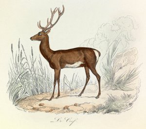Illustration aus dem Buch "Gesammelte Werke von Buffon": Die Tiere: Der Hirsch von Unknown artist