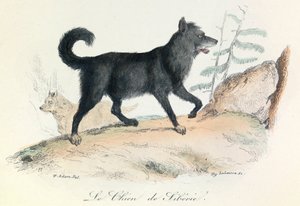 Illustration aus dem Buch "Gesammelte Werke von Buffon": Die Tiere: Der Hund aus Sibirien (Gravur) von Unknown artist
