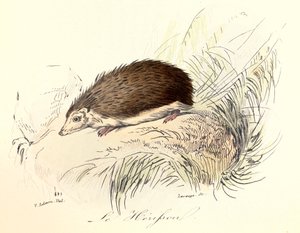 Illustration aus dem Buch "Gesammelte Werke von Buffon": Die Tiere: Der Igel (Gravur)