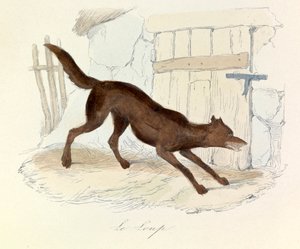 Illustration aus dem Buch "Gesammelte Werke von Buffon": Die Tiere: Der Wolf