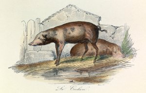 Illustration aus dem Buch "Gesamtausgabe von Buffon": Die Tiere: Der Pichon (Gravur) von Unknown artist
