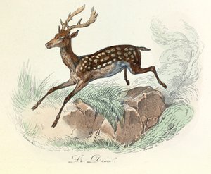 Illustration aus dem Buch "Gesammelte Werke von Buffon": Die Tiere: Der Elch (Gravur) von Unknown artist