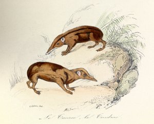 Illustration aus dem Buch "Gesammelte Werke von Buffon": Die Tiere: Der Tanrek und der Tendrak