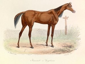 Illustration aus dem Buch "Gesammelte Werke von Buffon": Die Tiere: Englisches Pferd von Unknown artist