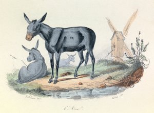Illustration aus dem Buch "Gesammelte Werke von Buffon": Die Tiere: Der Esel (Gravur) von Unknown artist