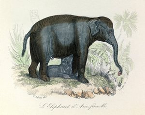 Illustration eines asiatischen weiblichen Elefanten aus Buffons Buch, klassifiziert von Linnaeus und Cuvier von Unknown artist