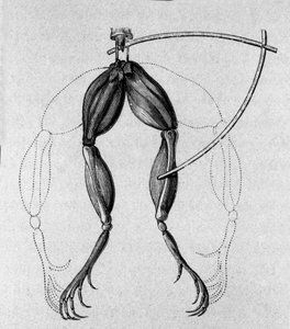 Illustration von Experimenten von Luigi Galvani, italienischer Physiker und Arzt (1737 - 1798), die den Durchgang von elektrischem Strom erklären, der die Beine eines Frosches bewegt von Unknown artist