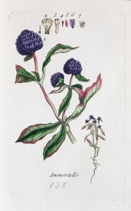 Immortelle (Amaranth, Gomphrena globosa)