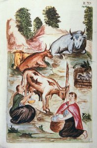 Indische Hirten kümmern sich um Kühe, aus dem Buch "Trujillo del Peru" oder "Códice Martínez Compañón"