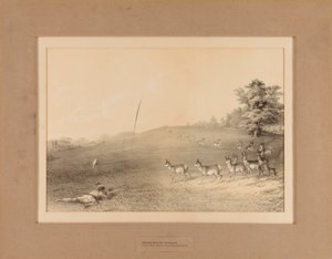 Indianer jagen Antilopen - Nr. 20 von Unknown artist