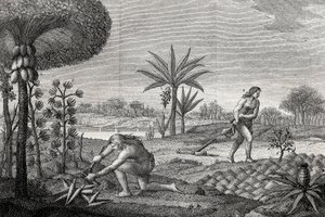 Indigene arbeiten das Land im Orinoco-Becken von Kolumbien. Gravur 1780 von Unknown artist