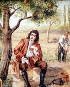 Isaac Newton (1642-1727), englischer Mathematiker, Physiker und Astronom, entdeckt die Theorie der Gravitation durch die Beobachtung des Falls eines Apfelbaums, eine Illustration aus dem 19. Jahrhundert. von Unknown artist