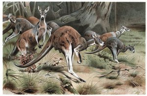 Känguru - Gravur aus „Brehms Tierleben“ von Alfred Edmund Brehm von Unknown artist