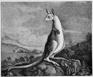 Känguru aus der Zeichnung von Captain Cook, der es in Australien entdeckte - aus einem Kupferstich von 1774