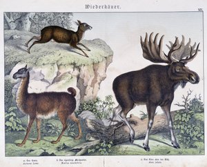 Lama, Elch (Moose) - in „Natural histories of mammals“, ed. Schreiber