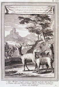 Lamas von Peru - in „Historische Reise durch Südamerika im Auftrag des Königs von Spanien“ von Don George Juan und Don Antoine de Ulloa, T.1, bei C.A. Jombert, Librairie du Roi, Paris von Unknown artist