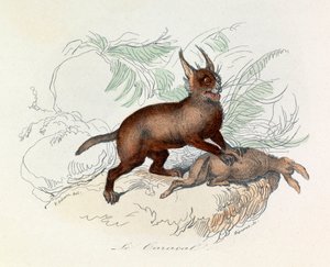 Der Karakal (Felis caracal) ist ein vierfüßiges Säugetier aus der Familie der Felidae (Gravur)