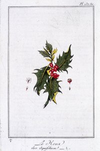 Die Stechpalme (Ilex Aquifolium) - in „Übungen der Botanik für den Gebrauch der Händler“, geschrieben von J.C. Philibert, Druckerei von Crapelet, Paris von Unknown artist
