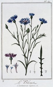 Die Kornblume (Centaurea Cyanus) - in „Übungen der Botanik für den Gebrauch der Händler“, geschrieben von J.C. Philibert, Druckerei von Crapelet, Paris