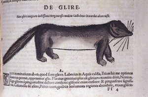 Der Siebenschläfer in Historia Animalium von Conrad Gesner (1516 - 1565), Tiguri
