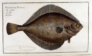 Der Steinbutt oder Pleuronectes Platessa nach Marc Elieser Bloch Ichthyologie Paris - Berlin - London 1787 von Unknown artist