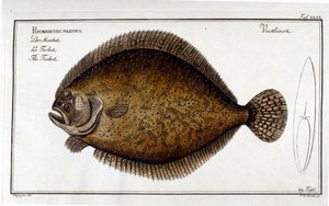 Der Steinbutt oder Pleuronectes maximus nach Marc Elieser Bloch. Ichthyologie Paris - Berlin - London 1787 von Unknown artist