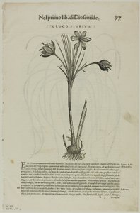 Blatt aus Discorsi von Petrus Andreas Matthiolus, Tafel 99 aus Holzschnitte aus Büchern des XVI. Jahrhunderts von Unknown artist