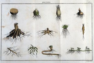 Die Wurzeln: in „Flora Françoise, oder eine kurze Beschreibung aller Pflanzen, die natürlich in Frankreich wachsen, nach einer neuen Analysemethode geordnet, der wir die Angabe ihrer eindeutigsten Tugenden in der Medizin und ihrer Nützlichkeit in der Kunst