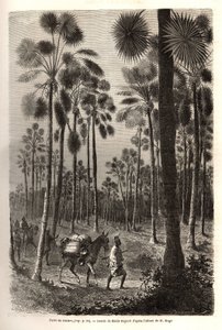 Die Karawane von Leutnant Mage schreitet in Richtung Niger voran und durchquert einen Wald von riesigen Palmen in der Provinz Damfa, Mali. Gravur zur Illustration der Reise nach Westsudan von Leutnant (Marine) M.Mage, 1863-1866, veröffentlicht in „Le tour  von Unknown artist
