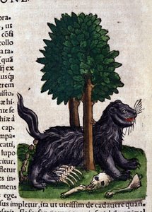 Löwe in Historia Animalium von Conrad Gesner (1516-1565), Tiguri von Unknown artist