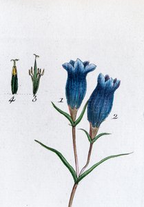 Kleine Enzian (Sumpfenzian)