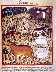 Vieh, Schafe, Ziegen und Schweine. Illumination aus dem „Tacuinum sanitatis“