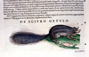 Das Eichhörnchen - in Historia Animalium von Conrad Gesner (1516 - 1565), Tiguri